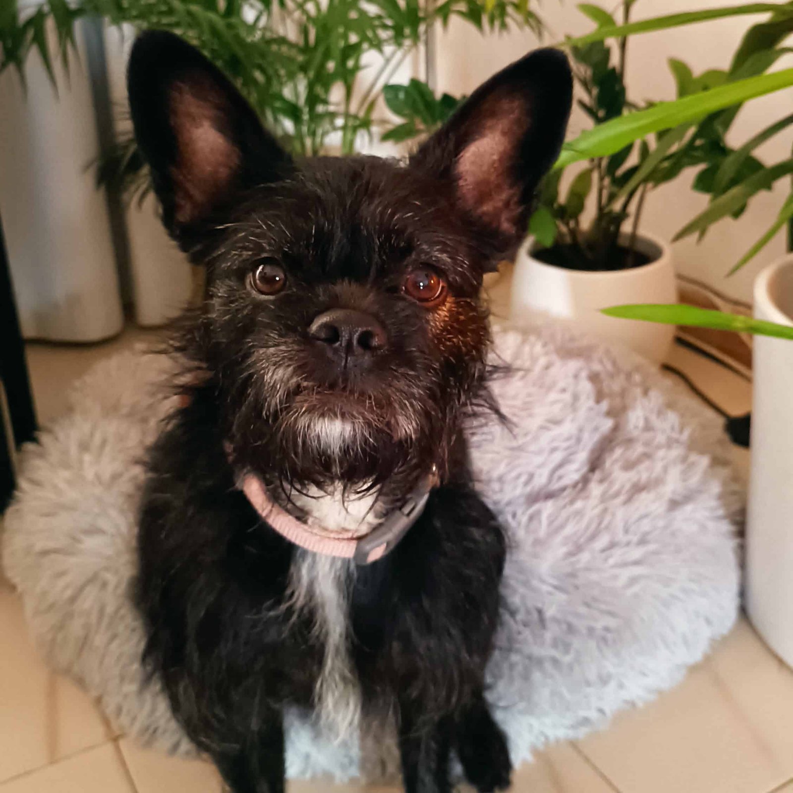 Why is my dog staring at me? English online